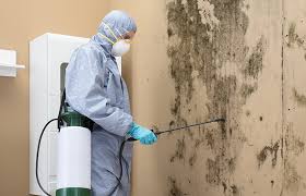 Best Real Estate Mold Inspection  in Steele, MO